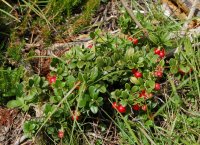 Bearberry arctostaphylos uva-ursi